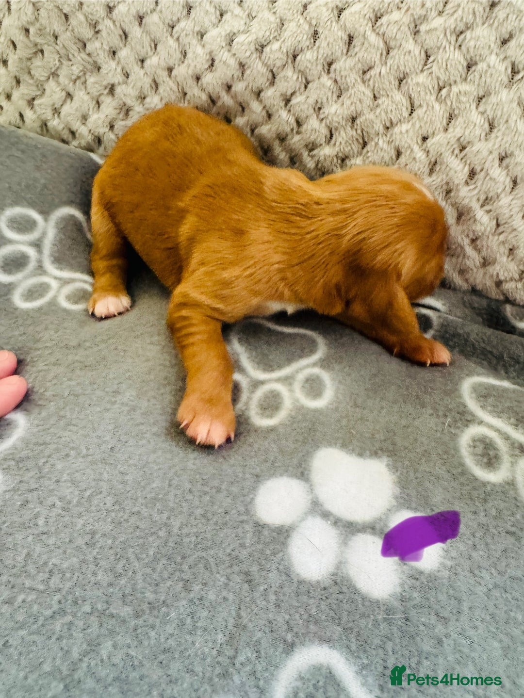 Cocker Spaniel dogs for sale: Red Cocker Spaniel Puppies - Image 27