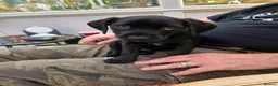 Mixed Breed dogs for sale: For sale in Burnley - Advert 4