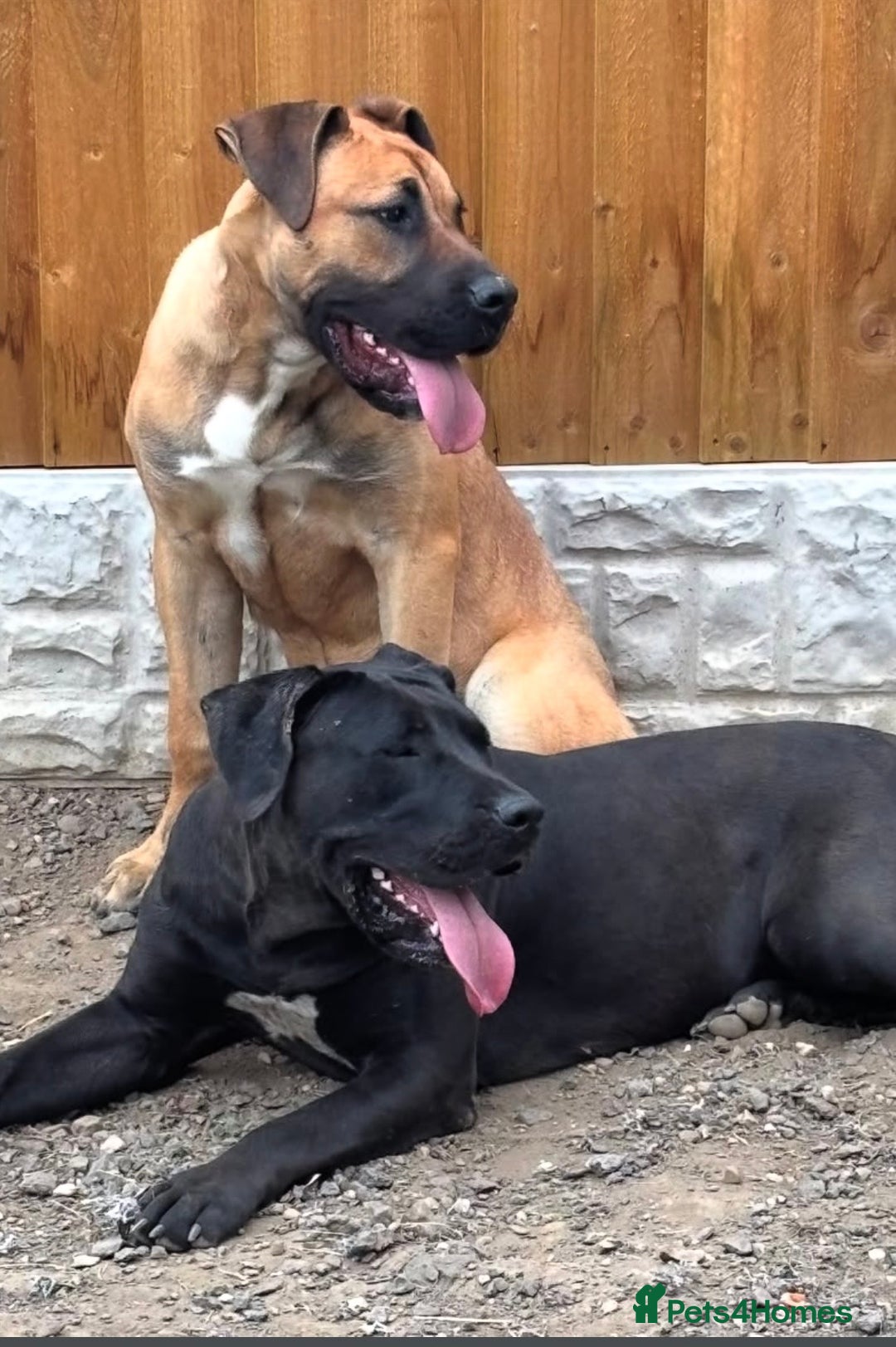 Presa Canario dogs for sale: Presa Canario puppies - Advert 7