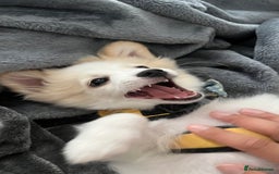 Mixed Breed dogs for sale: pomeranian Hoshi  - Image 4