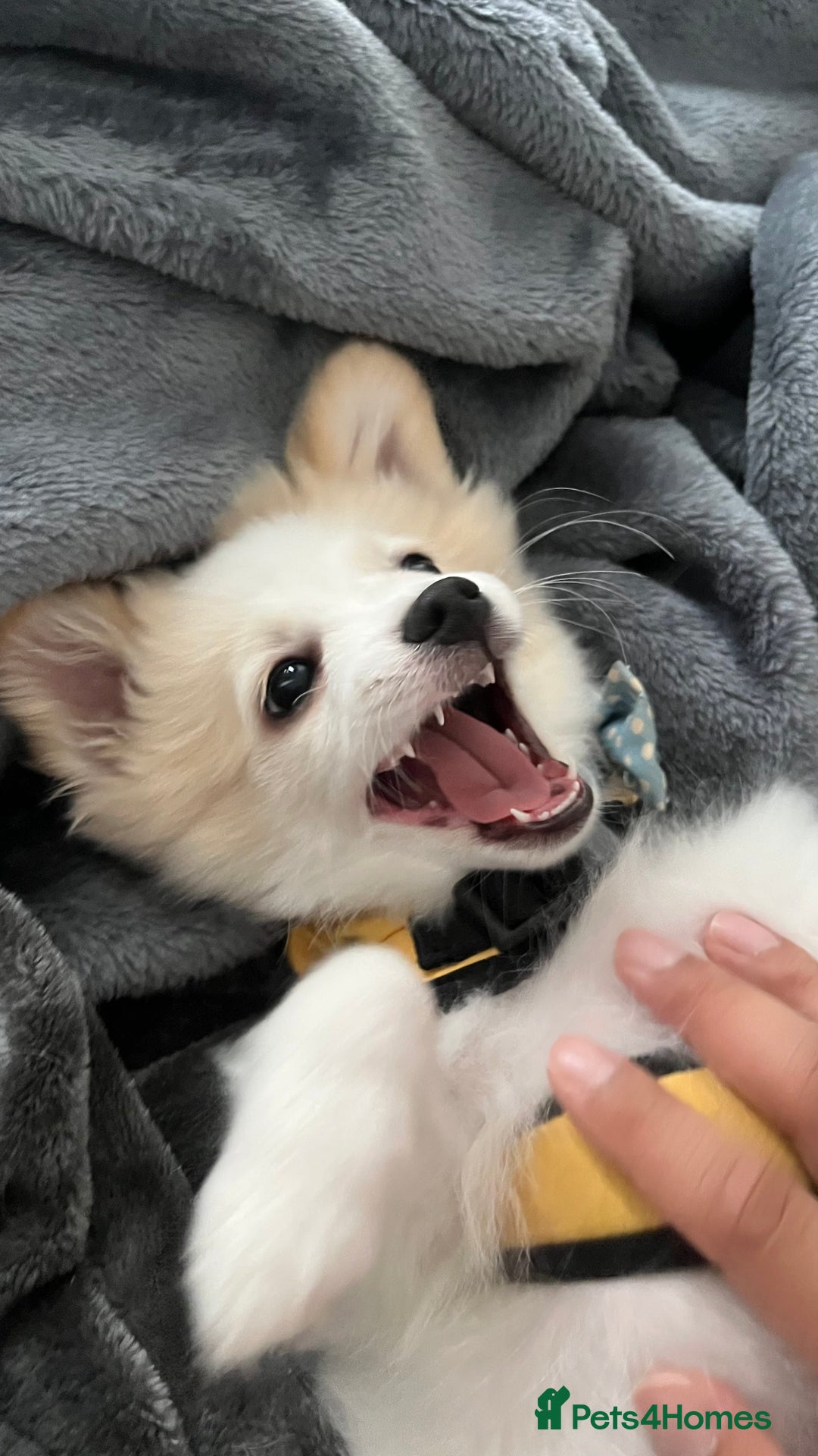 Mixed Breed dogs for sale: pomeranian Hoshi  - Image 4