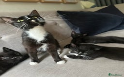 Mixed Breed cats for sale: Last little girl left - Image 3