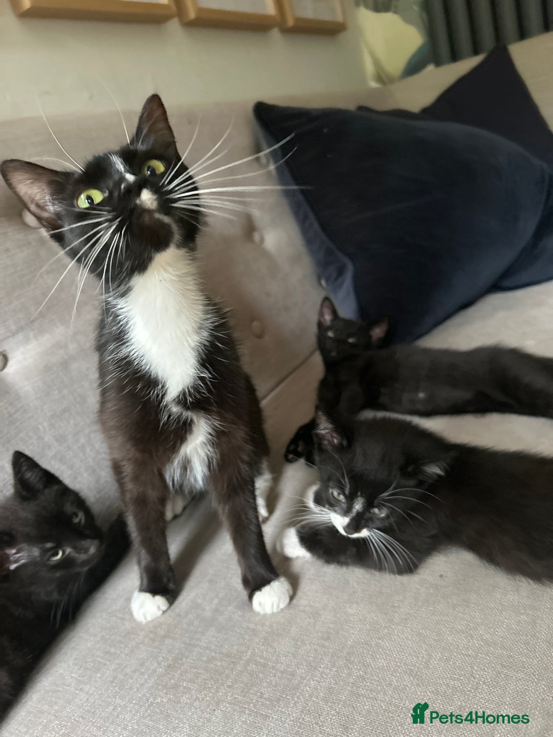 Mixed Breed cats for sale: Last little girl left - Image 3
