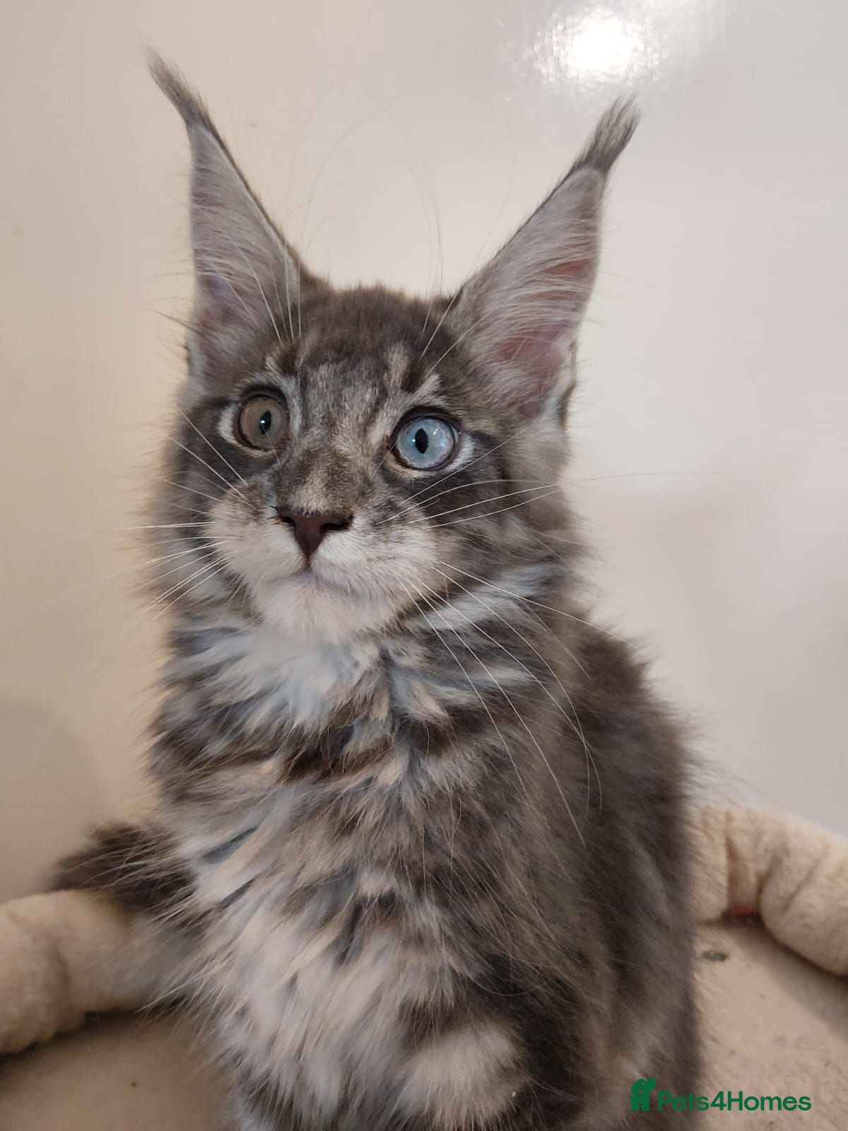Maine Coon cats 😊Beautiful TICA registered Maine Coon Kittens😊  - Advert 1