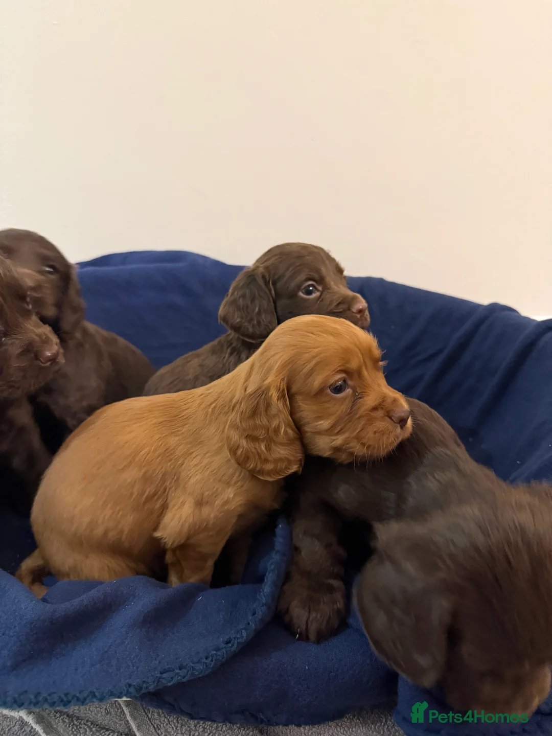 Cocker Spaniel dogs for sale: Adorable litter of 6 puppies - Advert 8