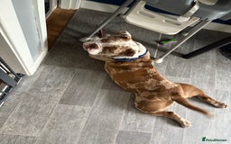 Olde English Bulldogge dogs for stud: OEB 🐶⭐️DEL~BOY ⭐️🐶 First time Stud  - Image 37