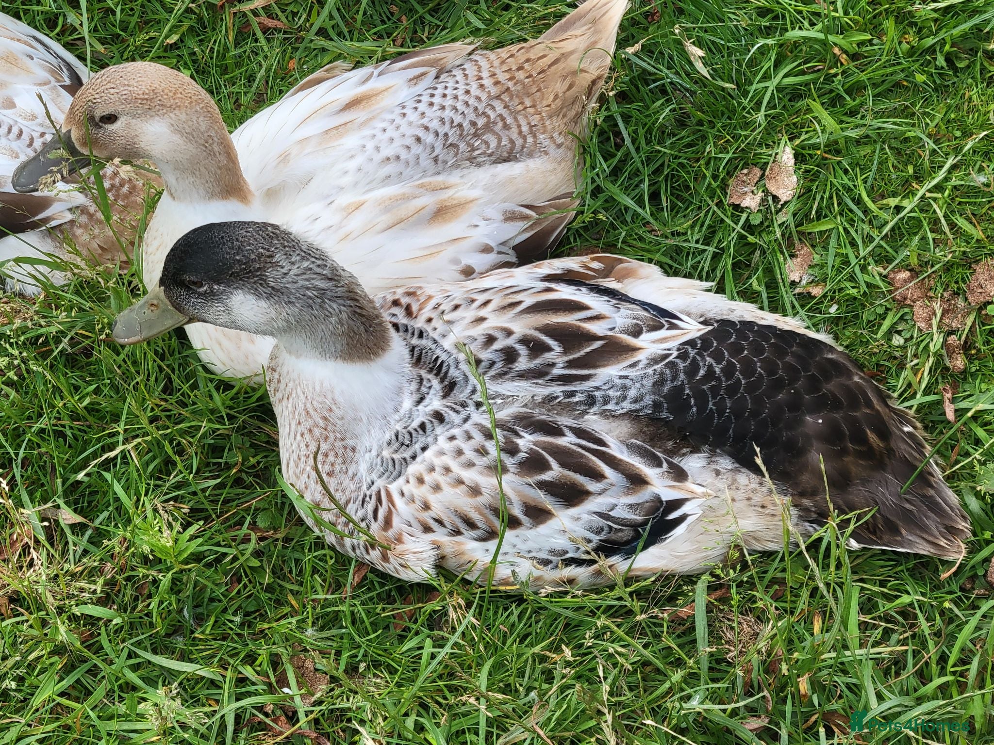 Ducks poultry Welsh Harlequin Drakes - Advert 1