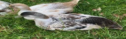 Ducks poultry for sale: Welsh Harlequin Drakes - Advert 1