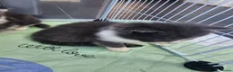 Maine Coon cats for sale: 7 main coon kittens  - Advert 7