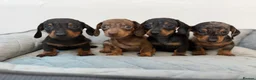 Dachshund dogs for sale: Miniature Dachshund  - Advert 1