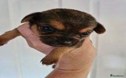 Chorkie dogs for sale: 3 quarter chihuahua 1 quarter yorkie - Image 9