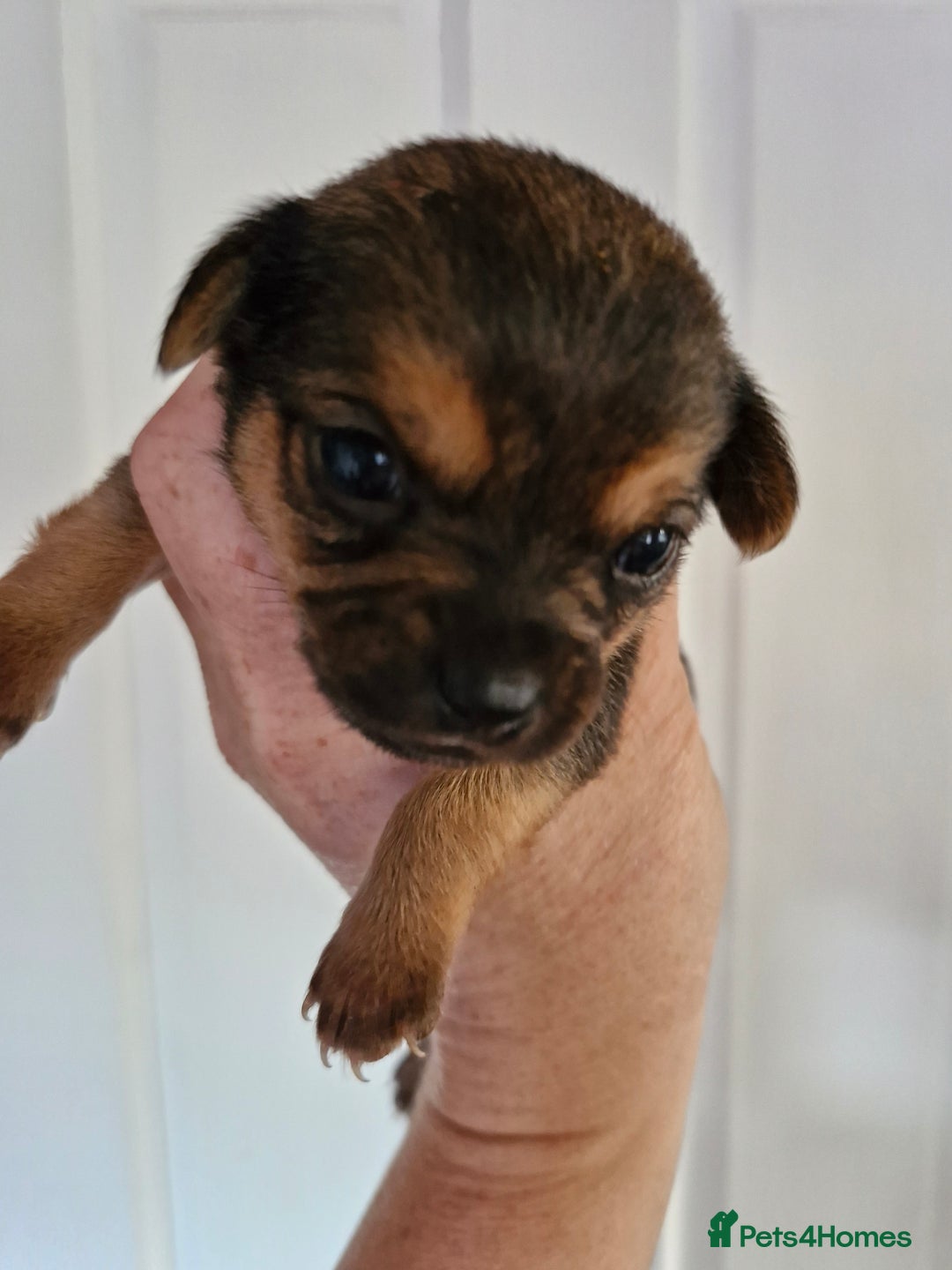 Chorkie dogs for sale: 3 quarter chihuahua 1 quarter yorkie - Image 9