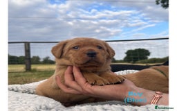 Labrador Retriever dogs for sale: Fox red Labrador puppies for sale - Image 6