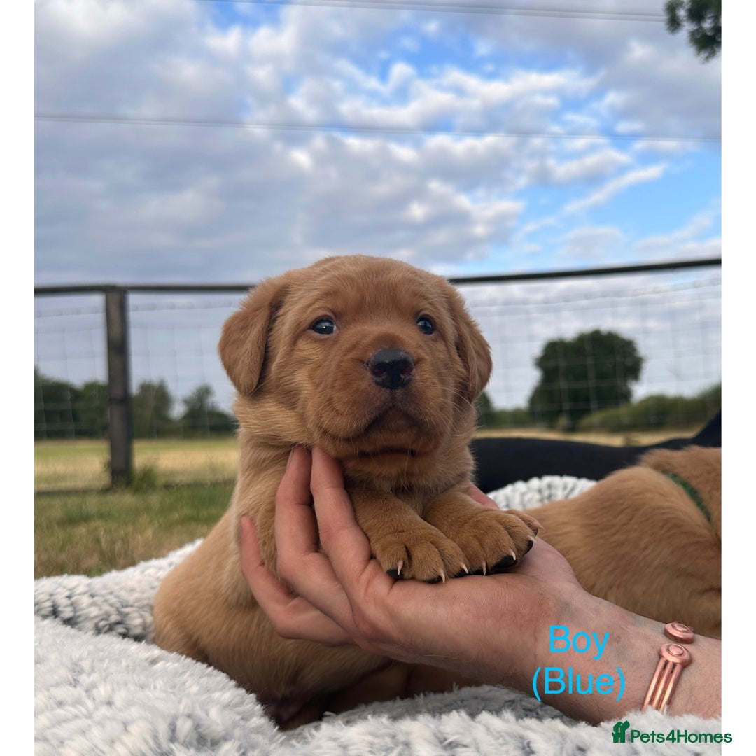 Labrador Retriever dogs for sale: Fox red Labrador puppies for sale - Image 6
