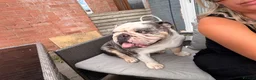 English Bulldog dogs for stud: Buster – Blue Merle Tri Stud - Advert 5