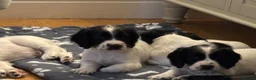 Cocker Spaniel dogs for sale: Working cocker spaniel puppies, Penylan, Cardiff  - Advert 21
