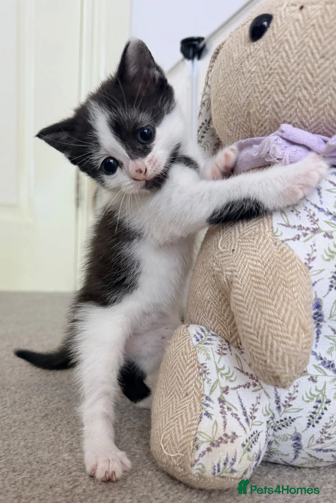 Mixed Breed cats for sale: Beautiful litter of female kittens ready now!! - Advert 4