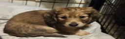 Dachshund dogs for sale: 4 Long Haired Mini Dachshunds beautifully stunning - Advert 29