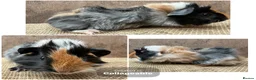 Guinea Pig rodents for sale: Beautiful boars and one sow - Advert 1
