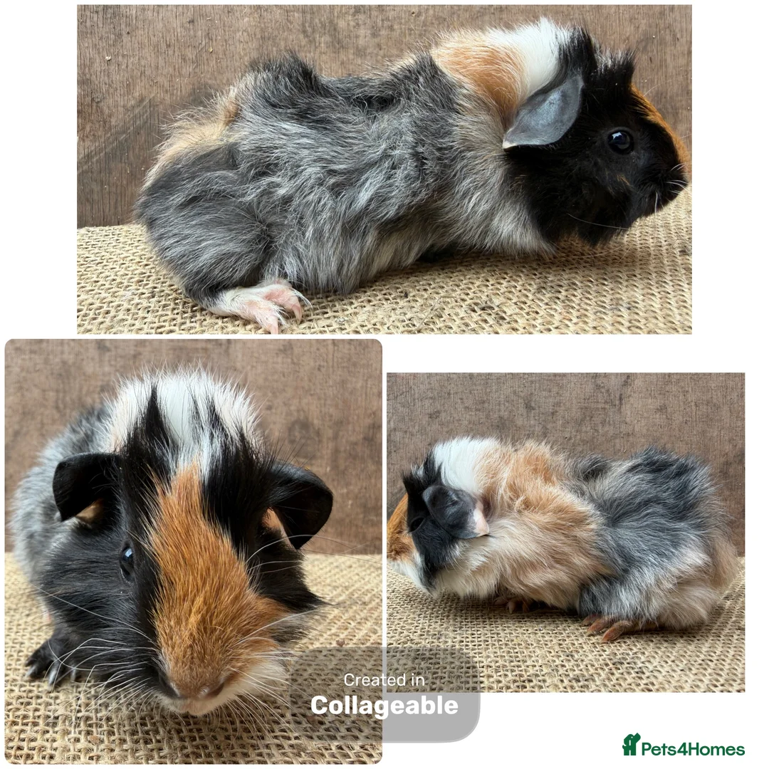 Guinea Pig rodents for sale: Beautiful boars and one sow - Advert 1