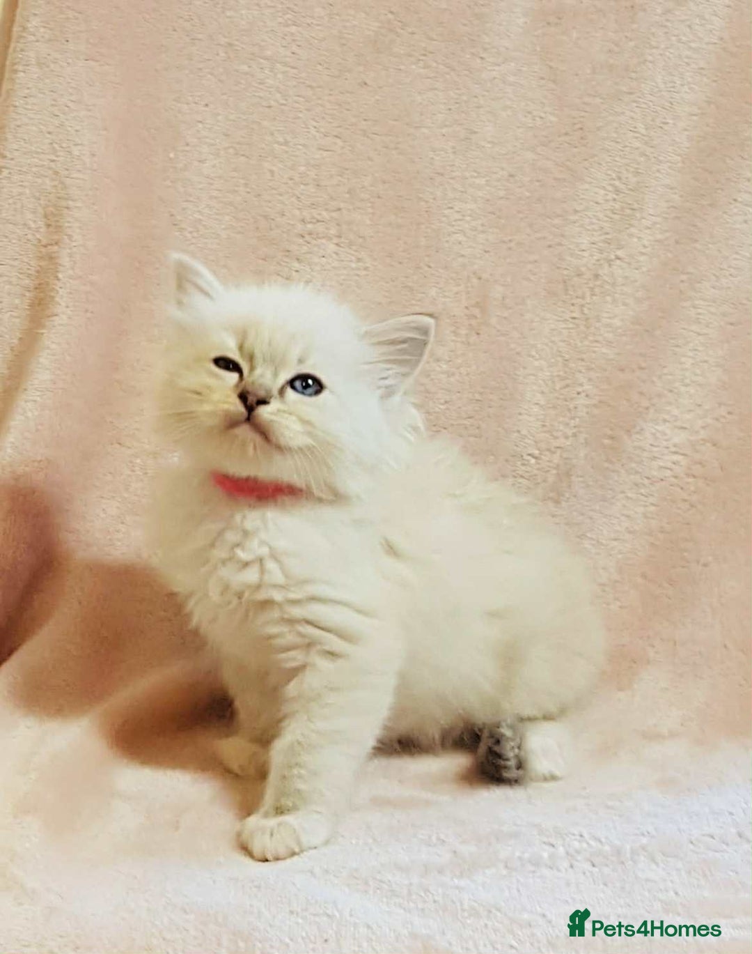 Ragdoll cats for sale: Ragdoll kittens - Image 11