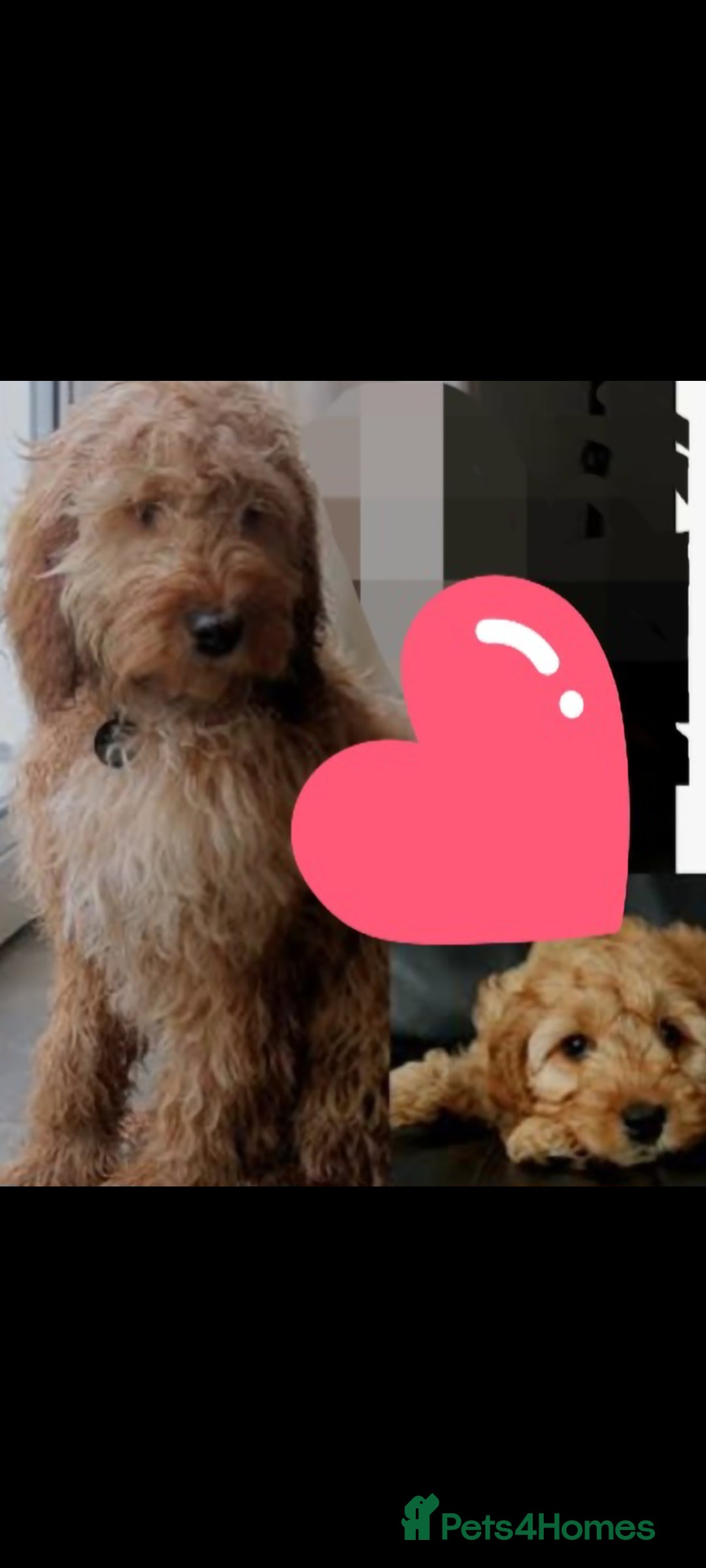 Cockapoo dogs Cockapoo girl - Advert 2