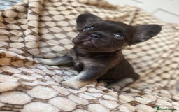 French Bulldog dogs for sale: Beautiful litter off French bulldog puppies  - Image 29