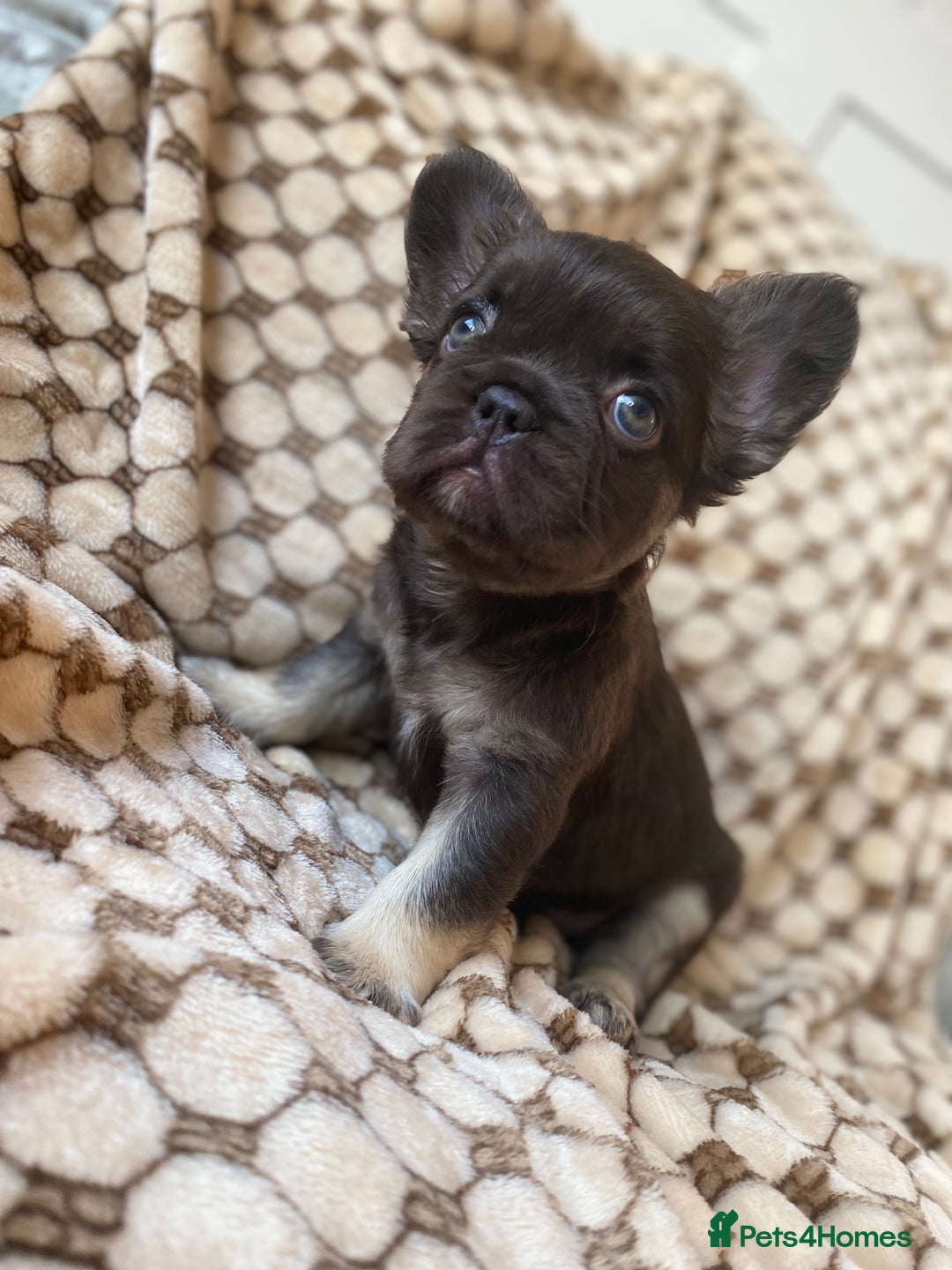 French Bulldog dogs for sale: Beautiful litter off French bulldog puppies  - Image 29