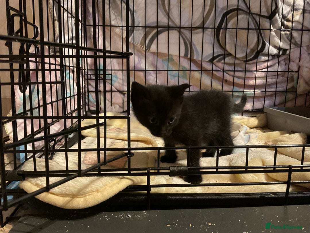 Mixed Breed cats for sale: Tabby Kittens - Image 11