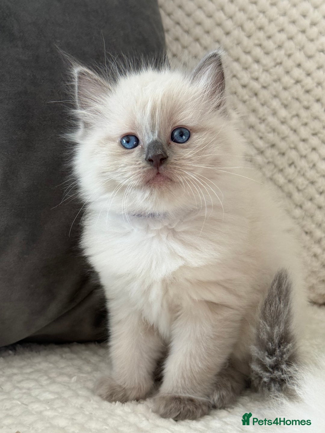 Ragdoll cats for sale: Stunning Bluepoint Ragdoll Kittens for sale - Image 14