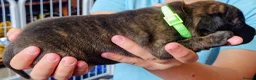 Staffordshire Bull Terrier dogs for sale: ExceptionalStaffordshire bull Terrier Puppies - Advert 7