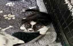 Australian Shepherd dogs for sale: Miss Julie Duckworth - Image 7