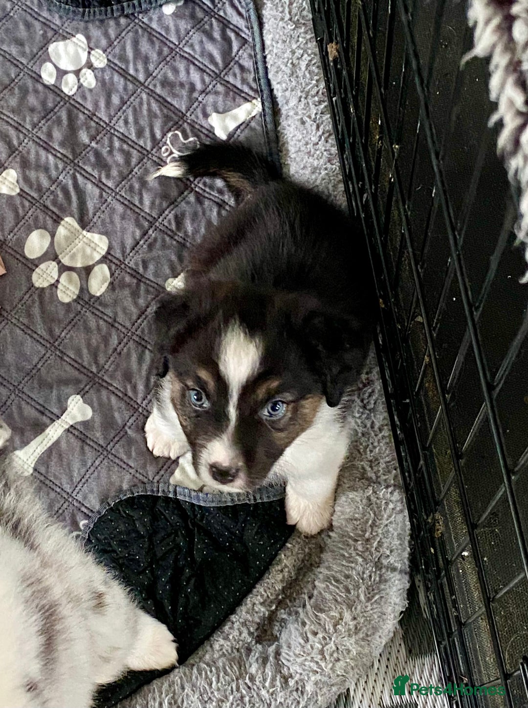 Australian Shepherd dogs for sale: Miss Julie Duckworth - Image 7