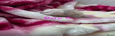 Ragdoll Boy 5
