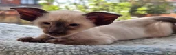 Siamese cats for sale: Chocolate point Siamese  female kitten available  - Advert 5