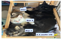 Mixed Breed cats for sale: 3 lovely kittens are looking for loving homes 🏡  - Image 3
