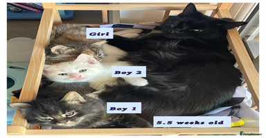 Mixed Breed cats - Advert 3