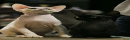 Devon Rex cats for sale: Adorable Devon Rex - Advert 3