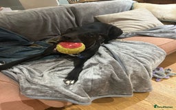 Mixed Breed dogs for sale: FREE TO A GOOD HOME - Image 3