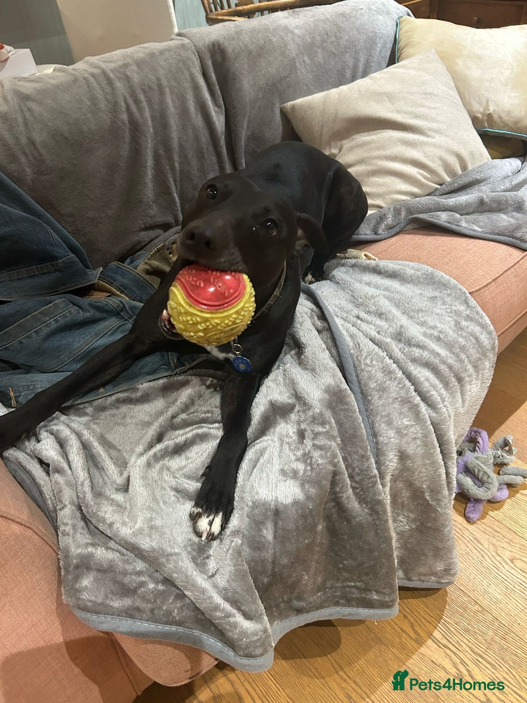 Mixed Breed dogs for sale: FREE TO A GOOD HOME - Image 3