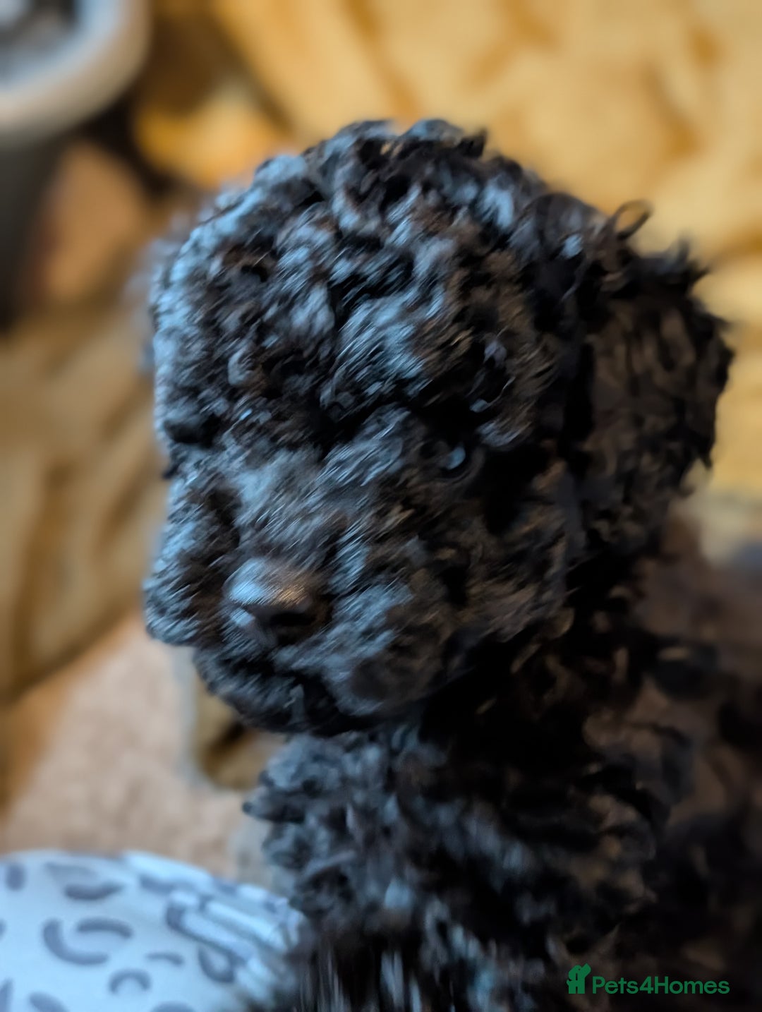 Chipoo dogs for sale: Beautiful tiny fluffy chipoos - Advert 8