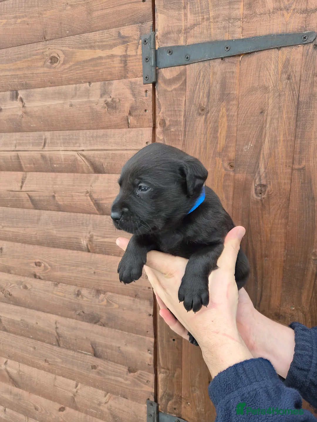 Labrador Retriever dogs for sale: Beautiful Labrador Retriever Puppies for Sale - Advert 17