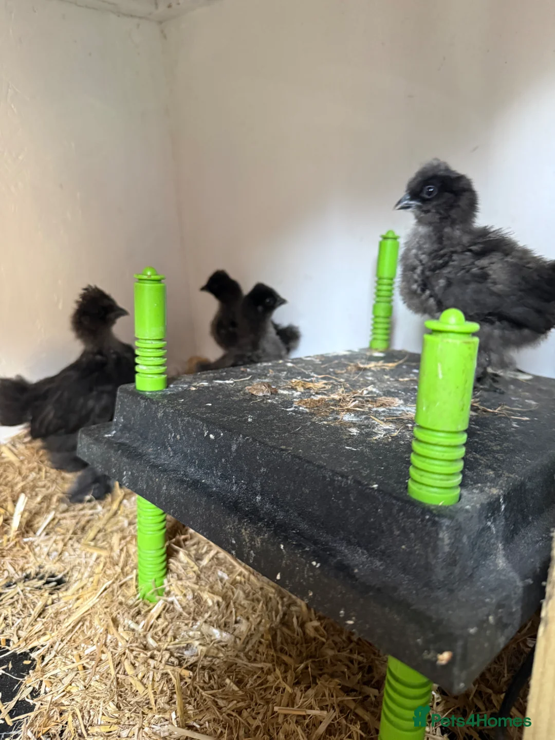 Chickens poultry for sale: Silkie chicks - Advert 2