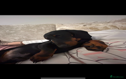 Miniature Dachshund dogs for sale: Mini dachshund  - Image 2