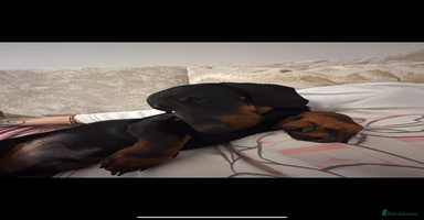 Miniature Dachshund dogs - Advert 3