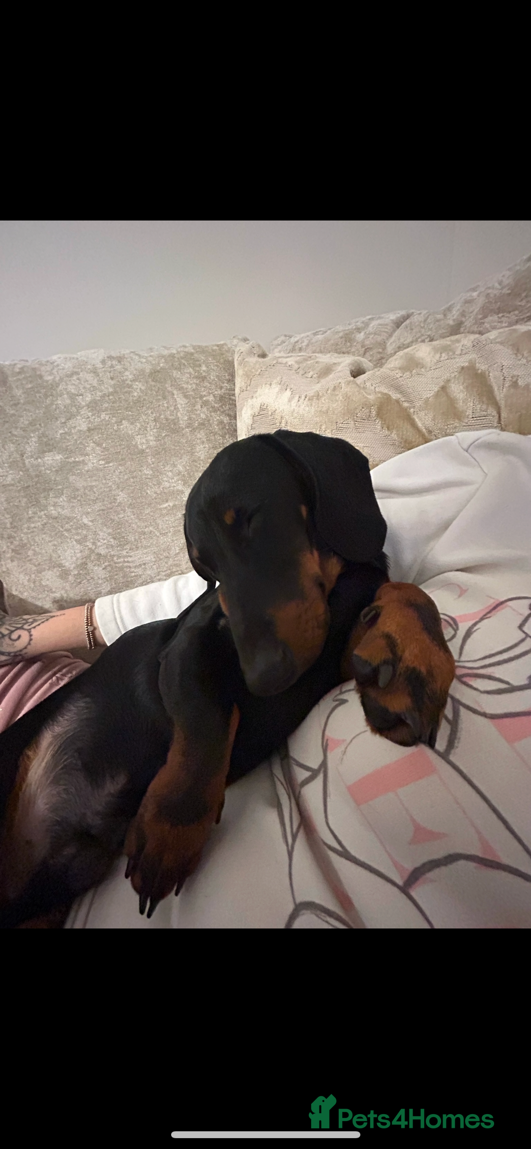 Miniature Dachshund dogs for sale: Mini dachshund  - Image 2