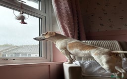 Beagle dogs for sale: Dog for sale - Image 2