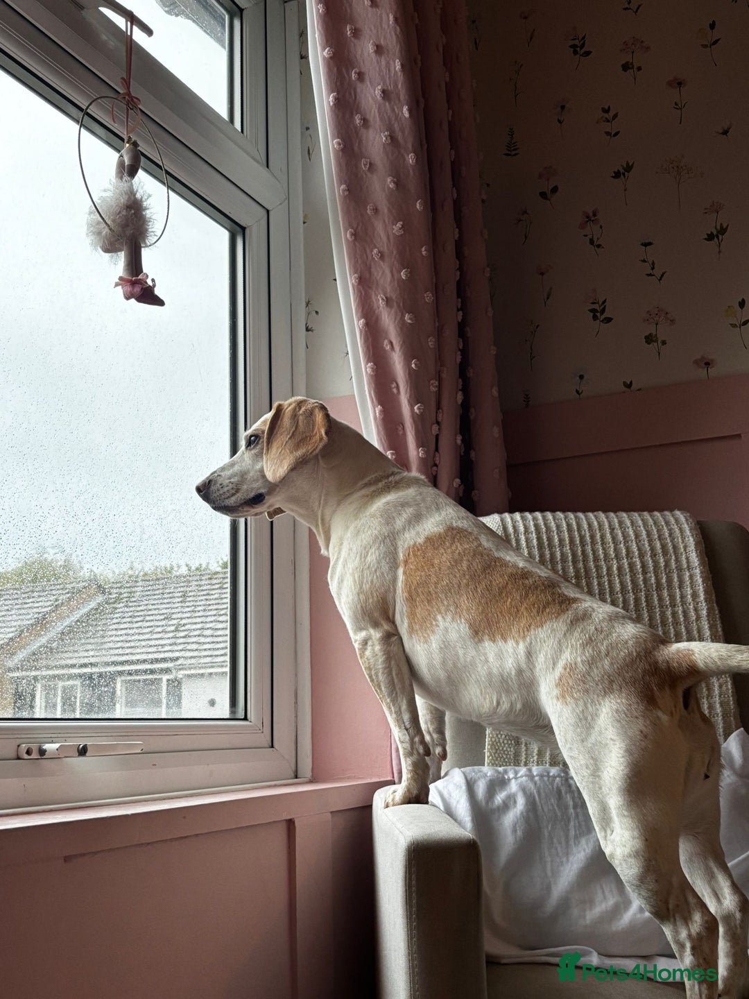 Beagle dogs for sale: Dog for sale - Image 2