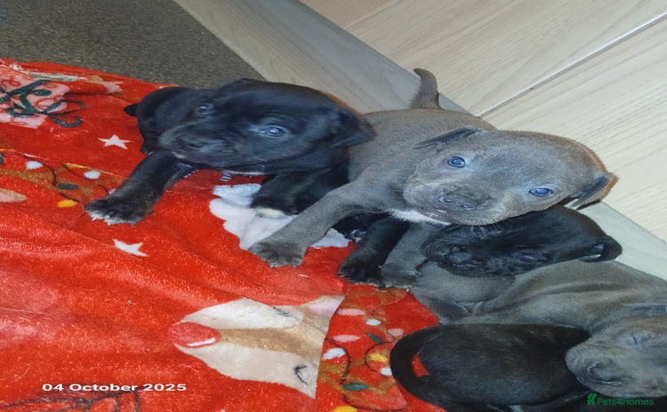 Staffordshire Bull Terrier dogs - Advert 2