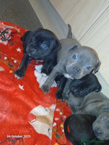 Staffordshire Bull Terrier dogs - Advert 12